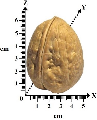 Dimensiones de la cáscara nuez nogal. Donde Z: longitud, Y: ancho de apertura, X: ancho de cierre y () desviación estándar.