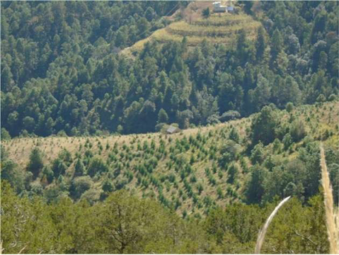 Vista de reforestación de terreno caso 1. Fuente: CONAFOR, 2015