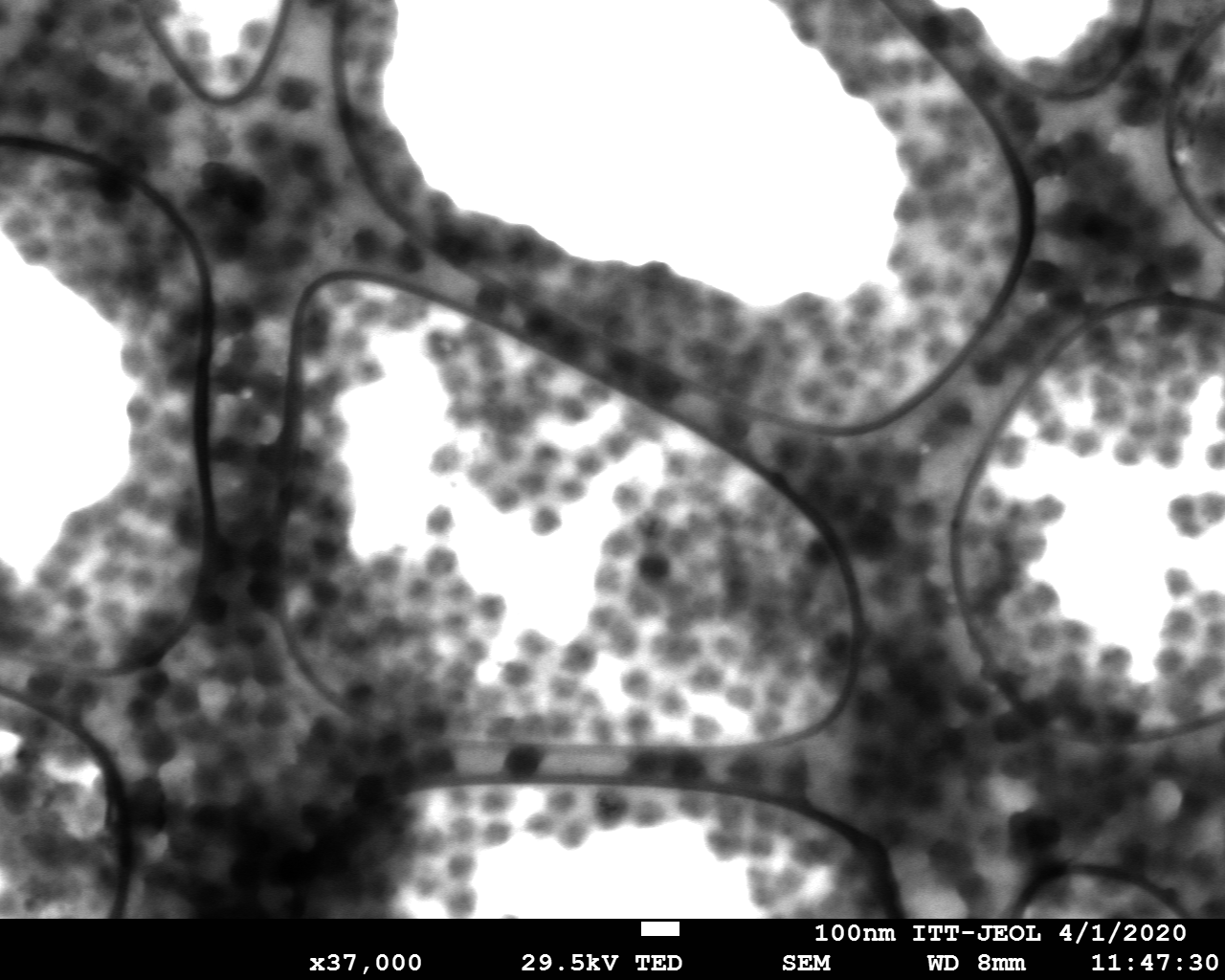 Imágenes de microscopio electrónico de barrido de emisión de campo (FESEM) de nanogeles iniciados con AIBA