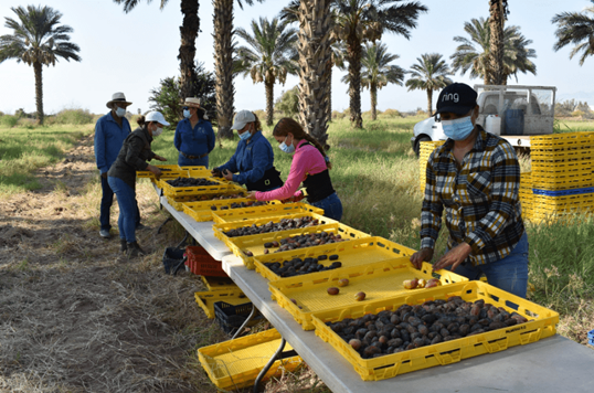 Date harvest, Mexicali Valley, B.C., Mexico.