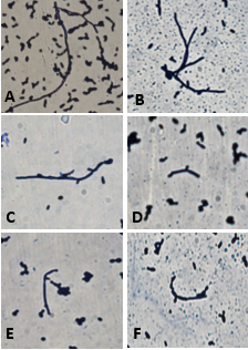 The effect on the dimorphic capacity of C. albicans, treated with sub-lethal concentration of the antimicrobial agents. A) Control; B) Cells with AgNPs; C) Cells with ApB; D) Cells with ApB-AgNPs; E) Cells with Flu; and F) Cells with Flu-AgNPs 